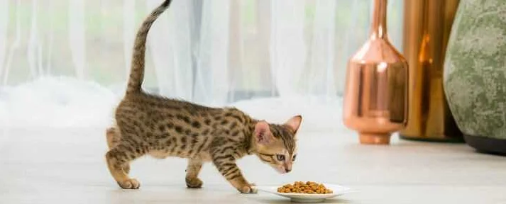 Кормление кошек: частота и порции