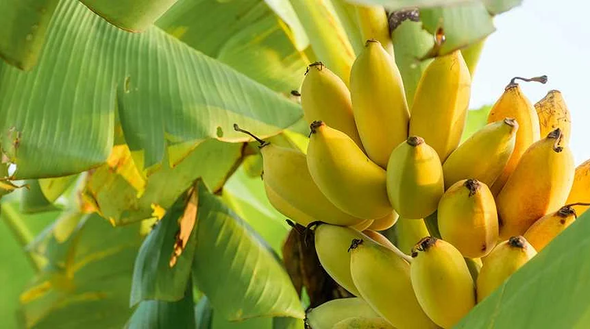 Бананы после тренировки: быстрая регенерация