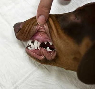 Симптомы шишки на десне у собаки