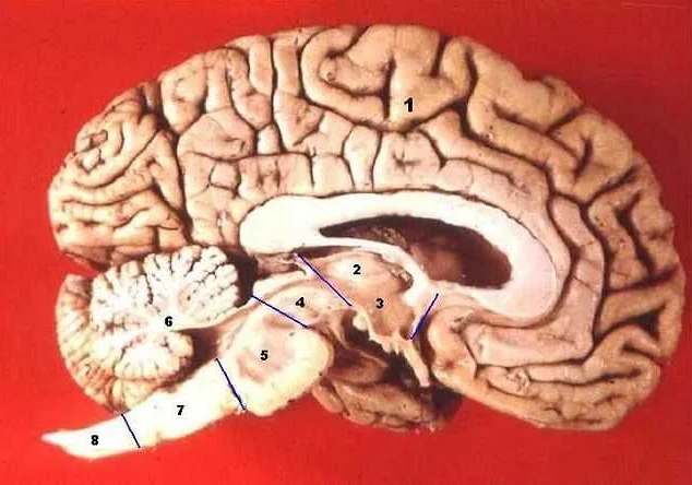 Связь между головным мозгом и конечностями